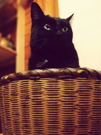 Portrait of black cat on table
