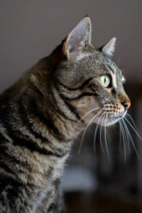 Close-up of a cat looking away