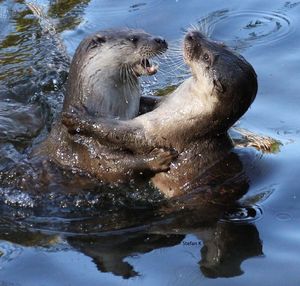 Ducks swimming in sea