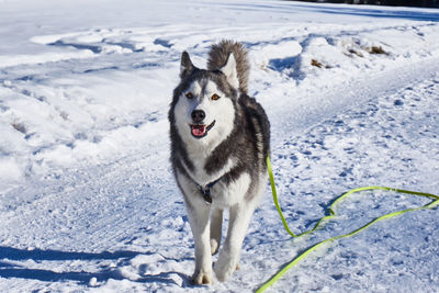 Portrait of dog on snow covered field