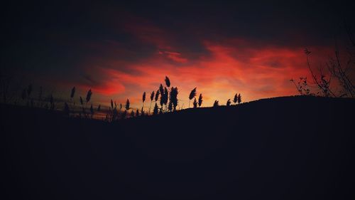 Silhouette trees against sky during sunset