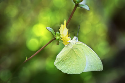 Yellow butterfly sitting on flowers to take nectar, honey in the bright morning.
