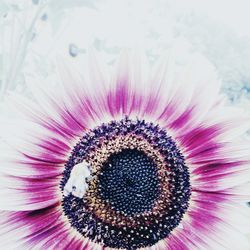 Close-up of pink flower