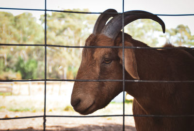 Close-up of goat
