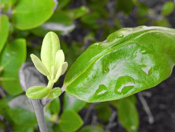 Close-up of fresh green plant