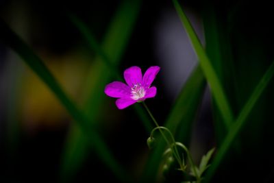 Close-up of purple flowers blooming outdoors