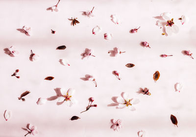 Low angle view of birds flying against white background