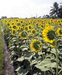 Sunflowers growing on field