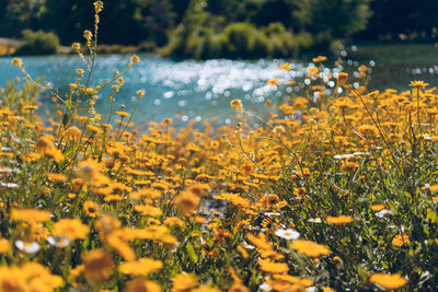 Yellow flowering plants on field