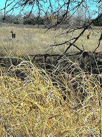 Bare trees on landscape