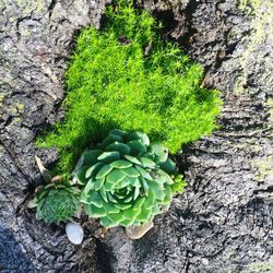 Close-up of plants