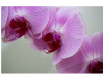 Close-up of pink flowers