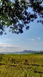 Scenic view of agricultural field against sky