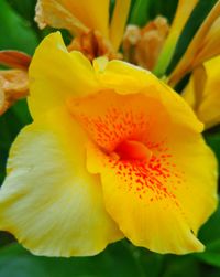 Close-up of day lily blooming outdoors