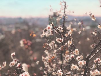 Close-up of cherry blossom against sky