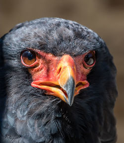 Close-up portrait of a bird