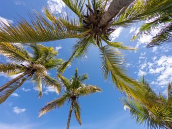 Low angle view of palm tree against sky