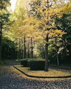 Autumn trees in park