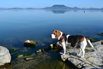 Dog on lake shore