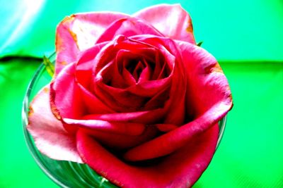 Close-up of red rose blooming outdoors