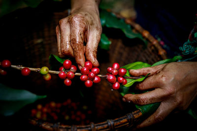 Hand of female akha farmer tribe is harvesting ripe coffee beans from branch in plantation 