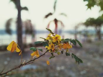 Close-up of yellow flowering plant