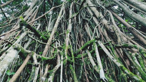 Low angle view of bamboo trees in forest
