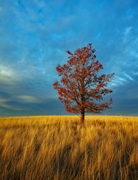 Tree on field against sky