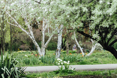 Trees and plants in park