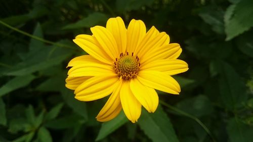 Close-up of yellow flower blooming outdoors