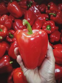 Close-up of hand holding red bell peppers at market