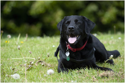 Black dog sitting on field
