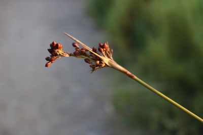 Close-up of red flower buds on twig