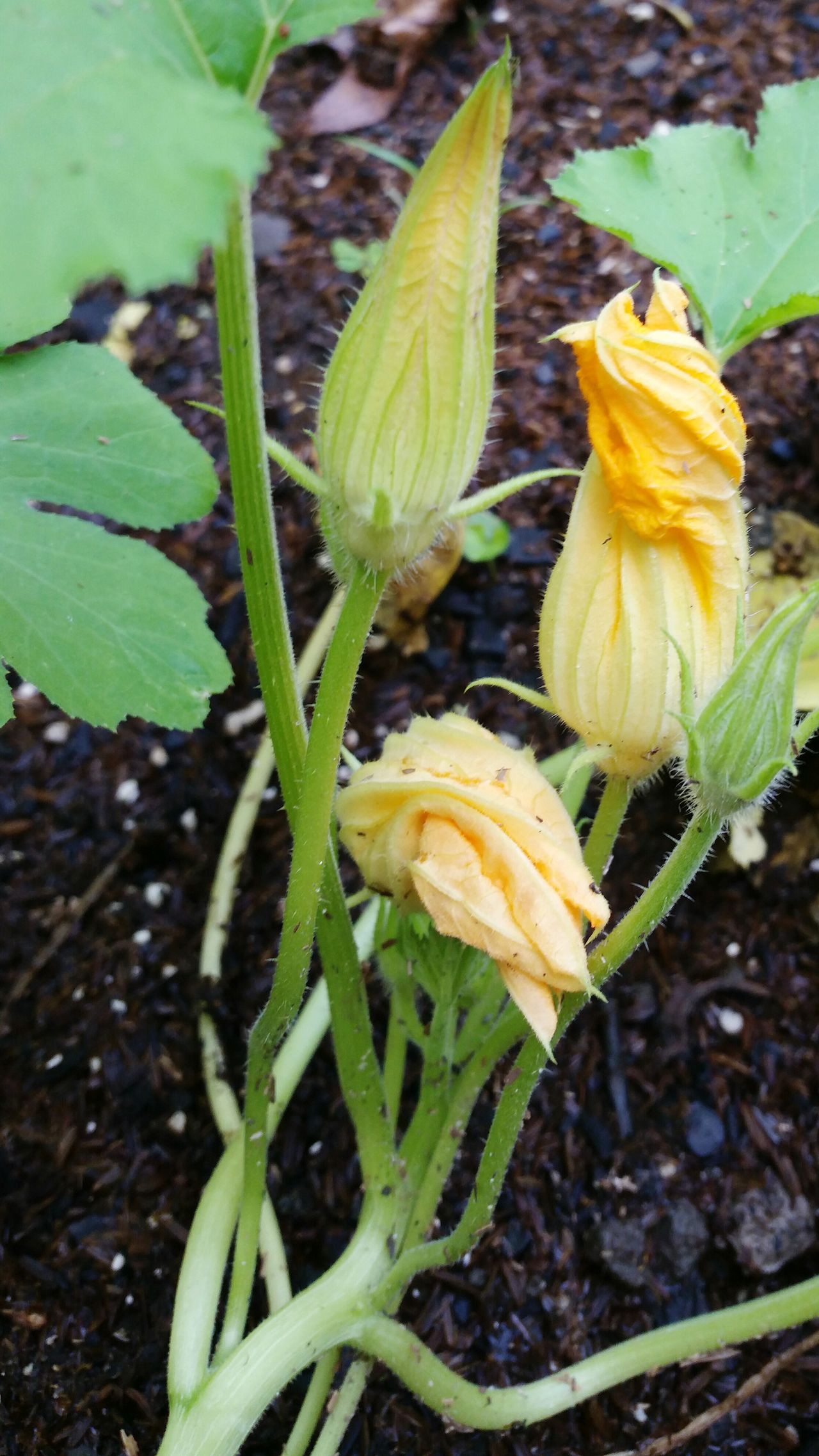 Yellow squash blooms