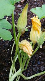 Close-up of yellow flowers