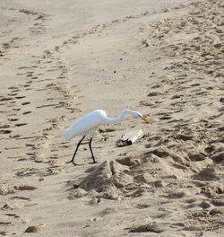 High angle view of bird on sand at beach