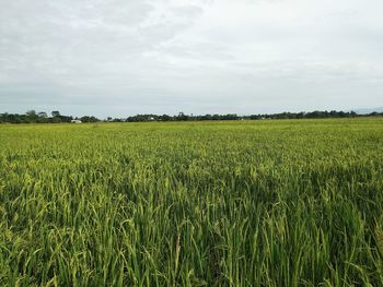 Scenic view of agricultural field against sky