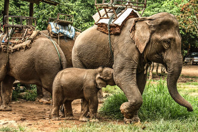 Elephant in a field