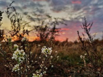 Close-up of flowering plants on field against sky