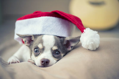 Close-up portrait of dog wearing santa hat