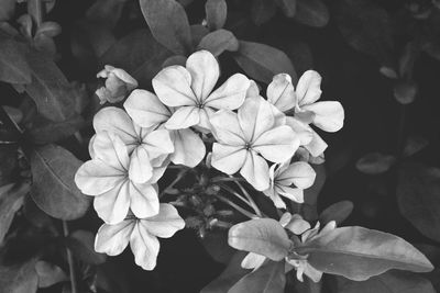 Close-up of flowers blooming outdoors