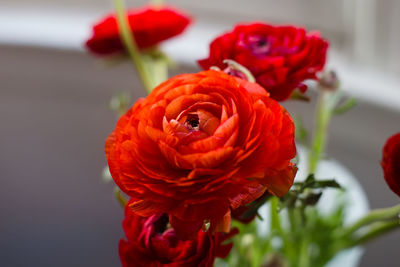 Close-up of red ranunculus