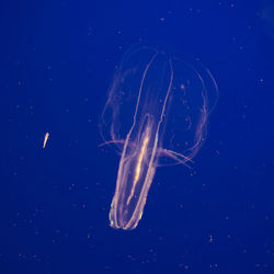 Close-up of jellyfish in sea