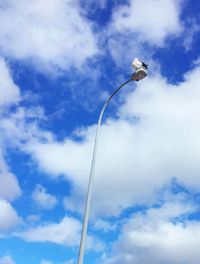 Low angle view of bird flying against sky