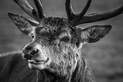 Close-up portrait of deer