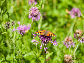 Close-up of butterfly pollinating on purple flower