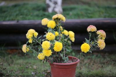 Close-up of yellow flowers in pot