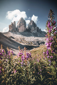 Scenic view of flowering plants and mountains against sky