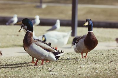 Close-up of birds