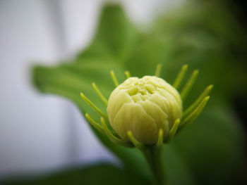 Close-up of flowering plant